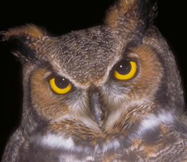 great horned owl photo