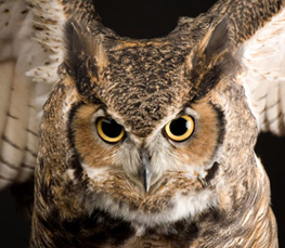 horned owl