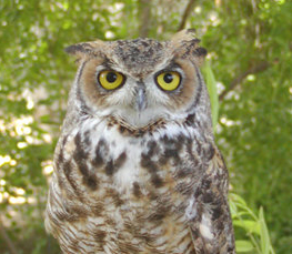 great horned owl