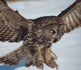 great grey owl