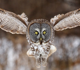 grey owl flying