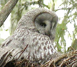 grey owl