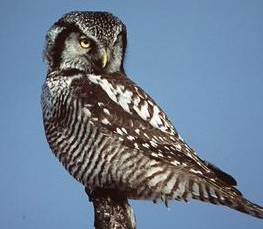 hawk owl photo
