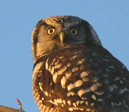 hawk owl photograph