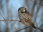 hawk owl pictures