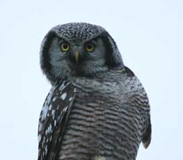 northern hawk owl