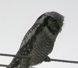 northern hawk owl photo
