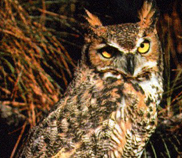 horned owl picture