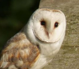 I love barn owls