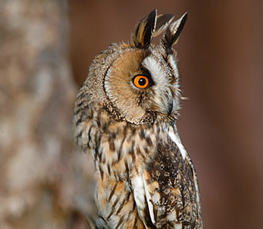 the long eared owl