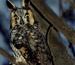 long eared owl