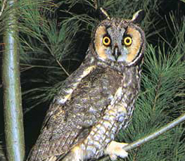 long eared owl