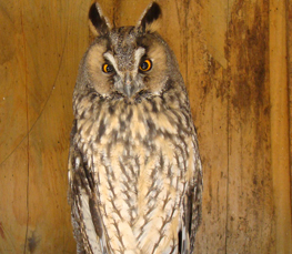 long-eared owl photo