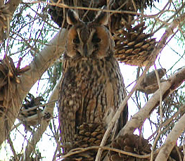 long eared owl photo