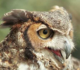 male great horned owl
