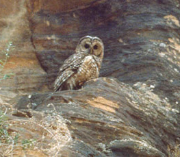 mexican spotted owl