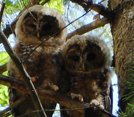 mexican spotted owls