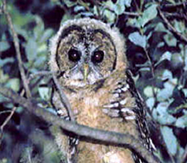 mexican spotted owl picture