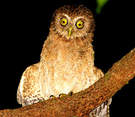 mindoro hawk owl
