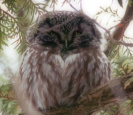 boreal owl pictures