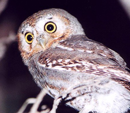 elf owl