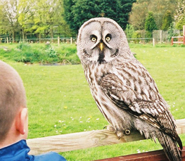 grey owl in captivity