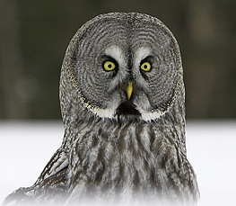 grey owl pictures