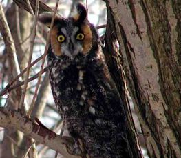 the long eared owl