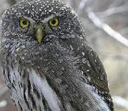 northern pygmy-owl picture