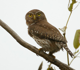 nice pygmy owl