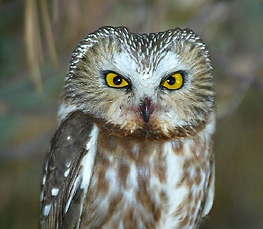 northern saw-whet owl picture