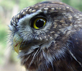 northern pygmy-owl