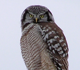 northern hawk owl photo