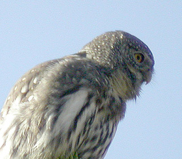 northern pygmy owl photo