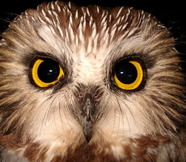 northern saw-whet owl