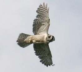 northern hawk owl