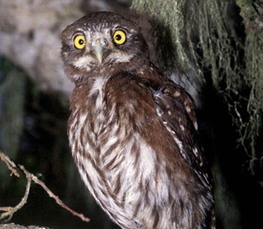 northern pygmy-owl picture