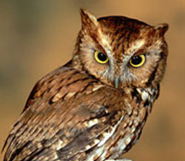 screech owl