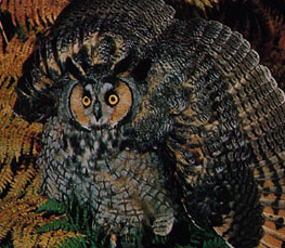 long-eared owl