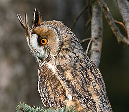 long-eared owl photograph