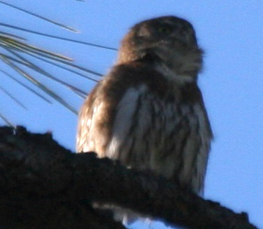 the pygmy owl