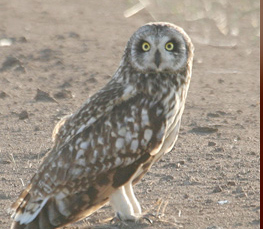 short-eared owl photograph