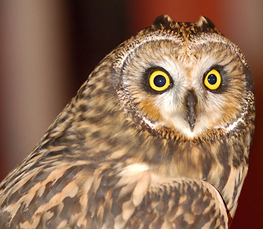 short-eared owl photo
