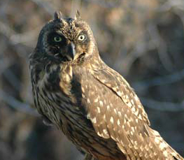 short-eared owl picture