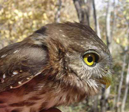 pygmy owl