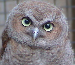 puffy screech owl picture
