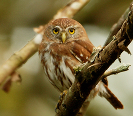 pygmy owl pictures