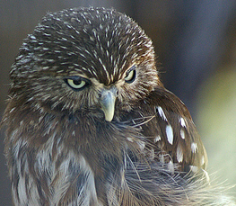 pygmy owl photo