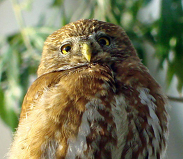 pygmy owl photo