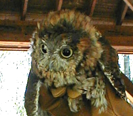 saw-whet owl photograph